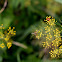 Bee and ladybugs resting on Dill flowers