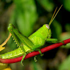 Javanese grasshopper nymph