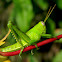 Javanese grasshopper nymph
