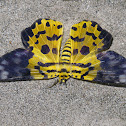 False Tiger Moth