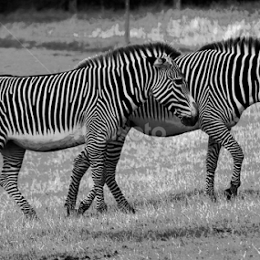 Zebra by Nikki Wilson - Black & White Animals