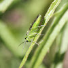 Green Sawfly, Common Sawfly