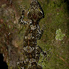 Northern Leaf-tailed Gecko