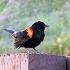 Bi Colored Blackbird