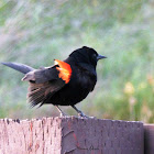 Bi Colored Blackbird