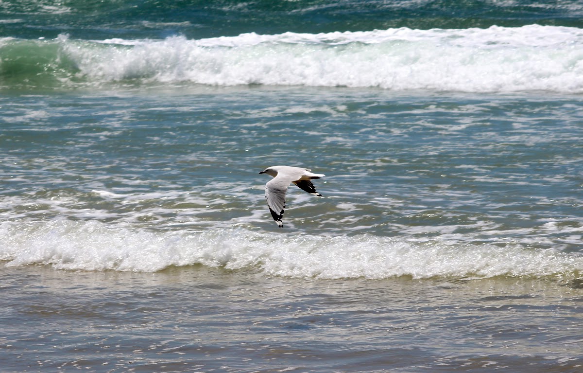 Silver Gull