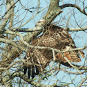 Red-tailed Hawk