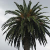 Canary Island Date Palm (Palmeira-das-Canárias)