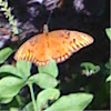 Gulf Fritillary Butterfly