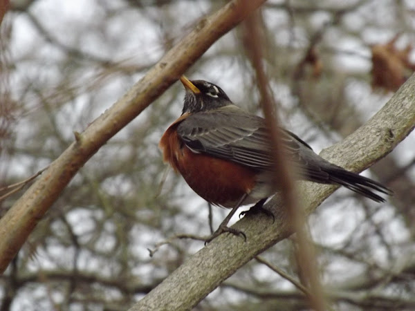 American Robin | Project Noah