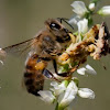 ambush bugs eating bee