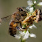 ambush bugs eating bee