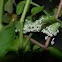 Tobacco Hornworm (Carolina Sphinx Moth Caterpillar)