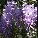 Chinese wisteria