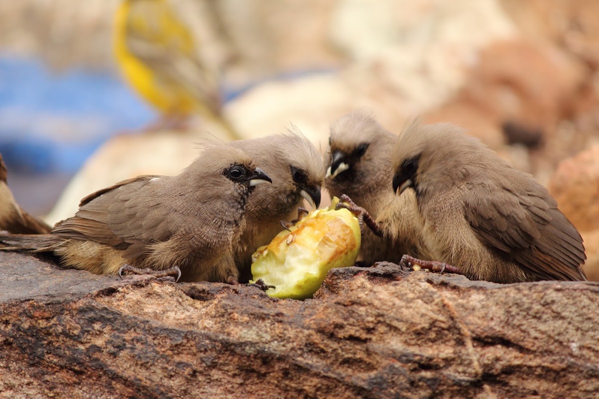 Speckled Mousebird