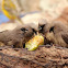 Speckled Mousebird