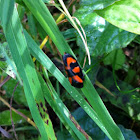 Froghopper