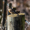 Scarlet robin