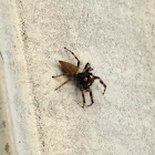 Jumping Spider