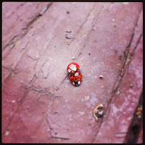 Multicolored Asian Lady Beetles of Houston