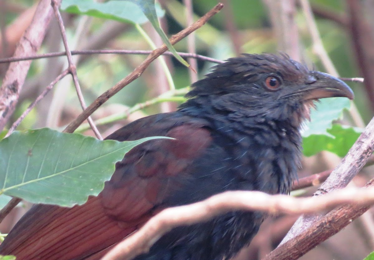 Coucal or Crow Pheasant