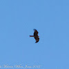 Black Kite; Milano Negro
