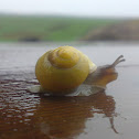 Yellow Grove Snail