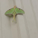 Luna Moth