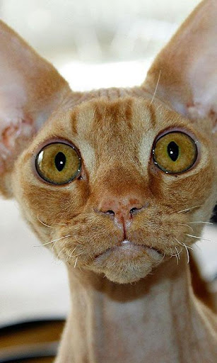 Devon Rex Wallpapers