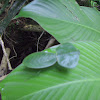 Leaf Mimic Mantis