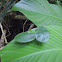 Leaf Mimic Mantis