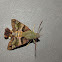 African humming bird moth
