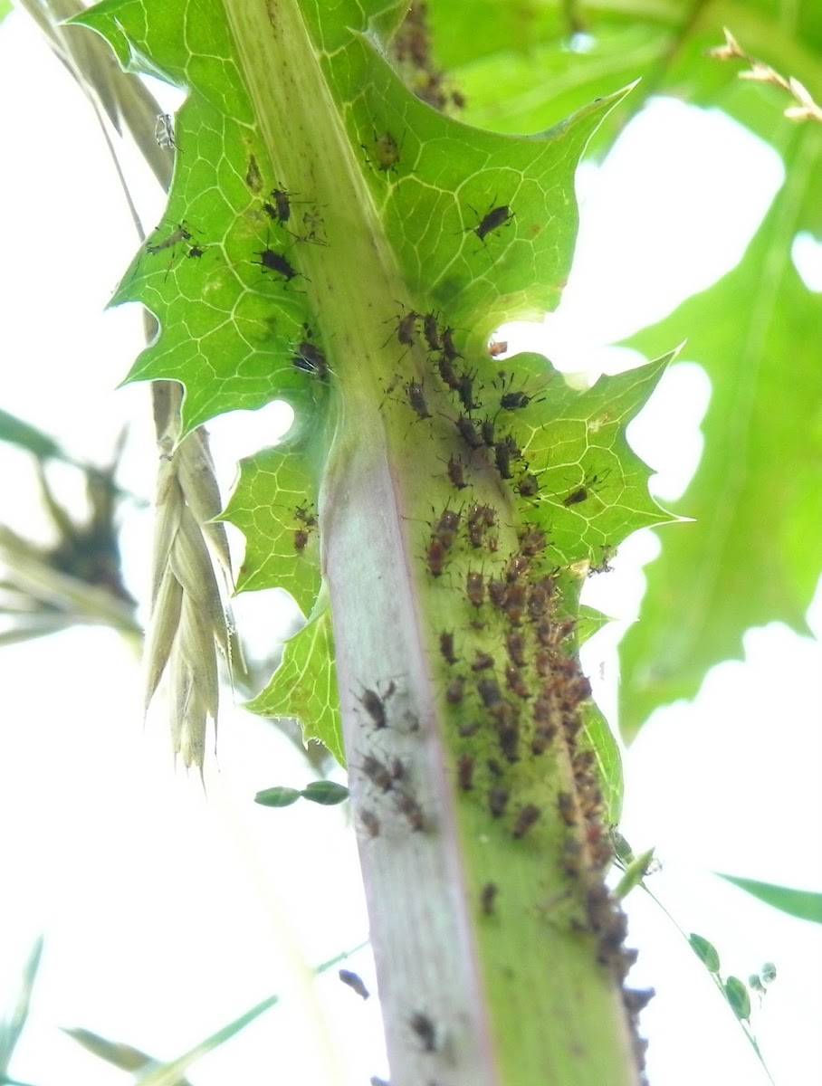 Aphid on plants