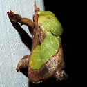 Smaller Parasa Moth