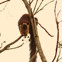 Malabar Giant squirrel