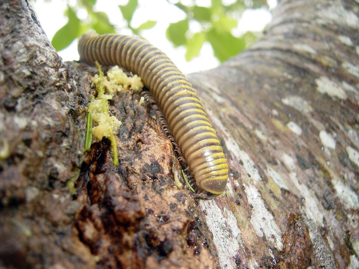 Yellow-banded millipede