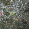 juvenile tent web spider