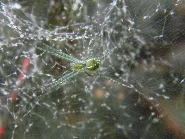 juvenile tent web spider