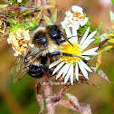 Common Eastern Bumblebee