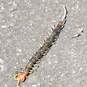 Blue-legged-centipede