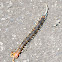 Blue-legged-centipede