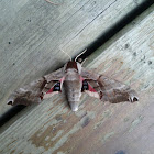 Twin-Spotted Sphinx Moth