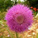 Thistle / Uspravni stričak