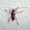 Ivory Marked Beetle
