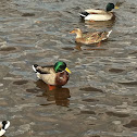 Mallard Duck