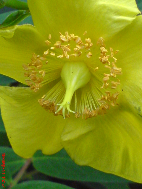 yellow anemone, yellow wood anemone or buttercup anemone