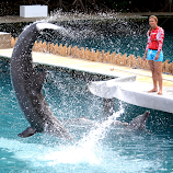 Bottle Nose Dolphin by Milton Moreno -  