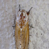 Carpenter Moth