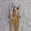 Carpenter Moth
