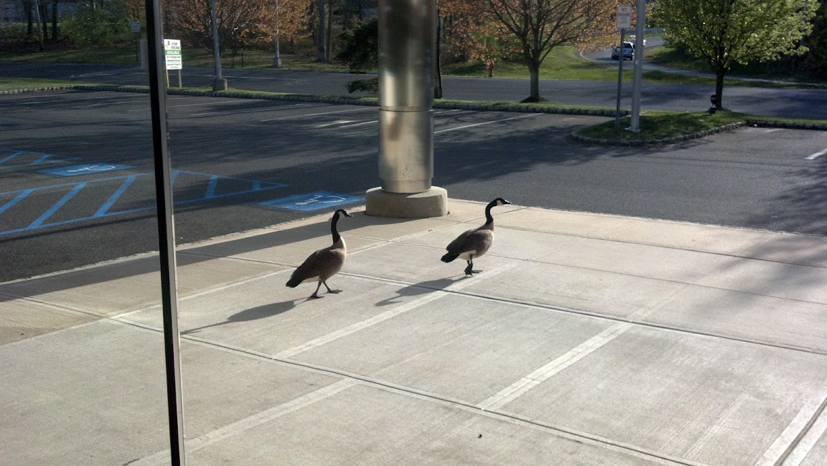 Canadian Geese
